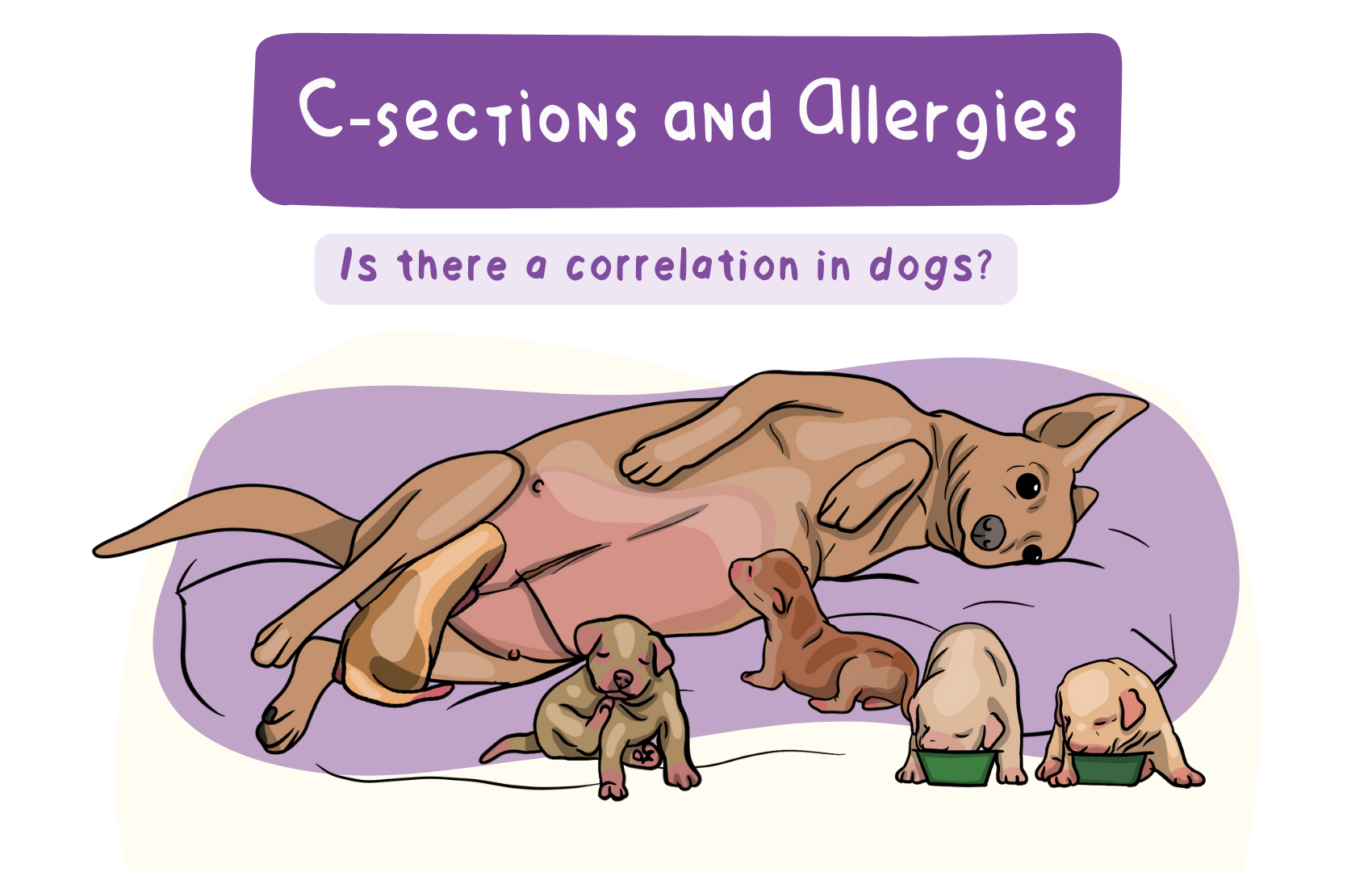 C-sections and allergies: Is there a correlation in dogs?