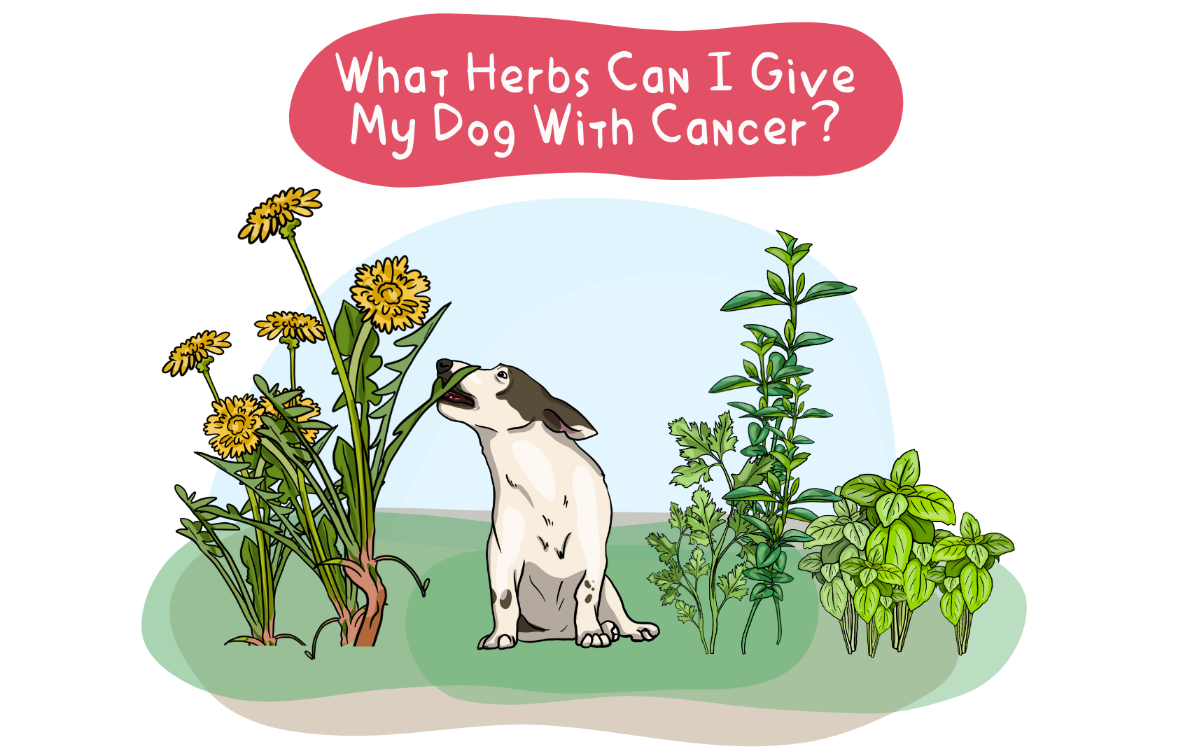 What Herbs Can I Give My Dog With Cancer