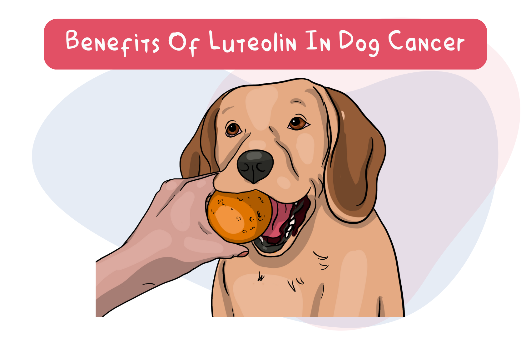 Benefits of Luteolin in Dog Cancer