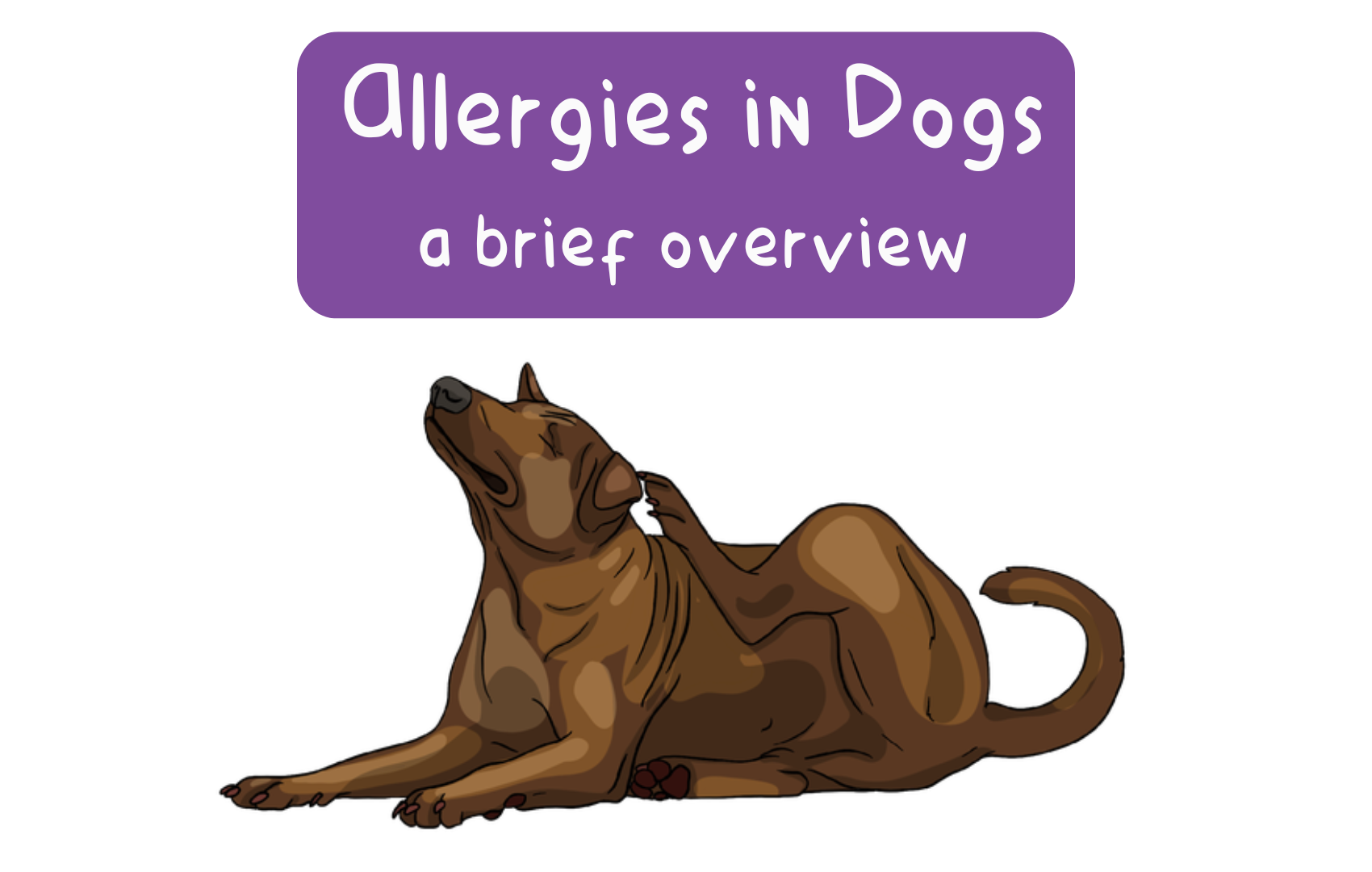 Allergies in Dogs: A Brief Overview