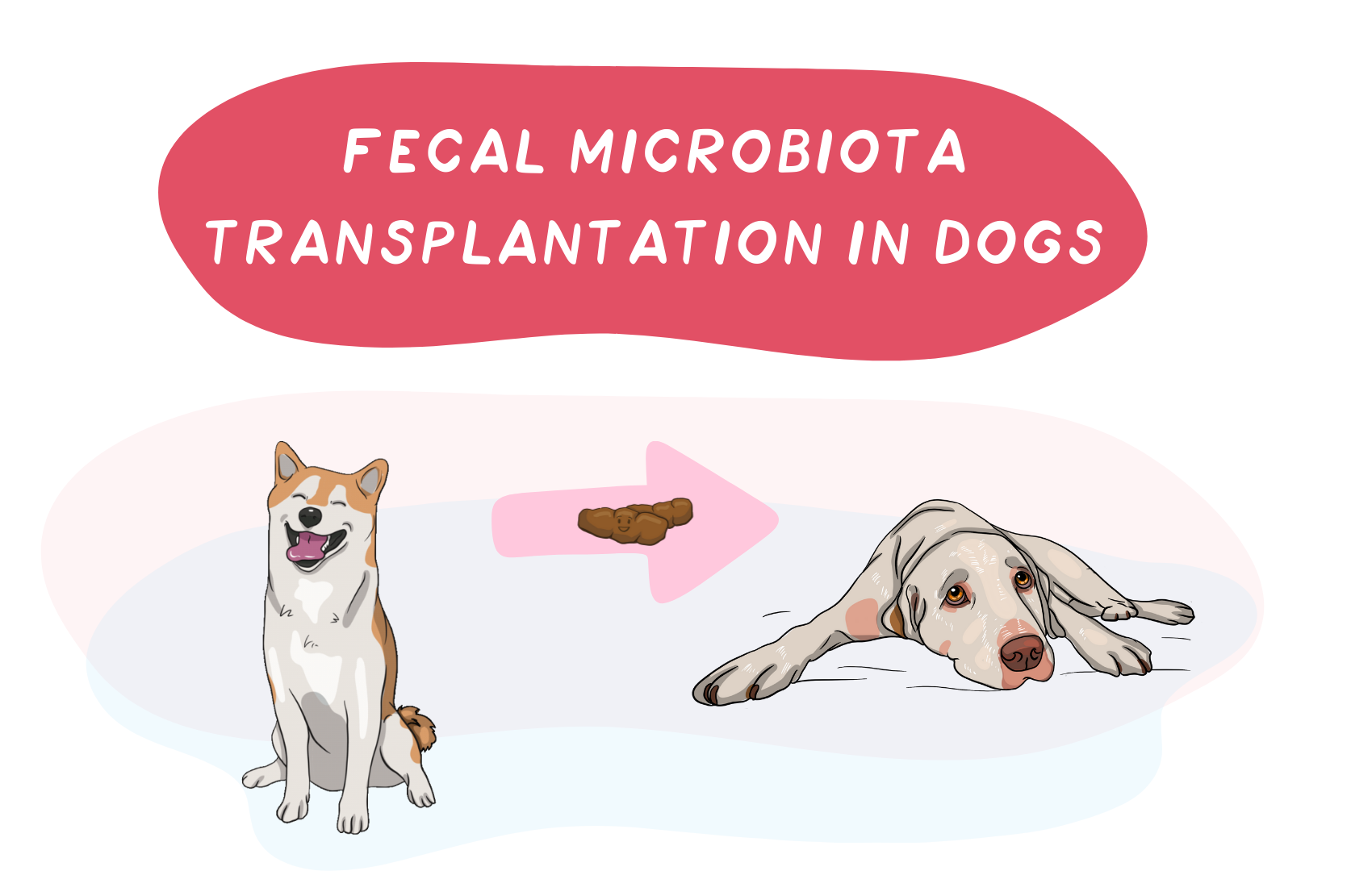 Fecal Microbiota Transplantation in Dogs