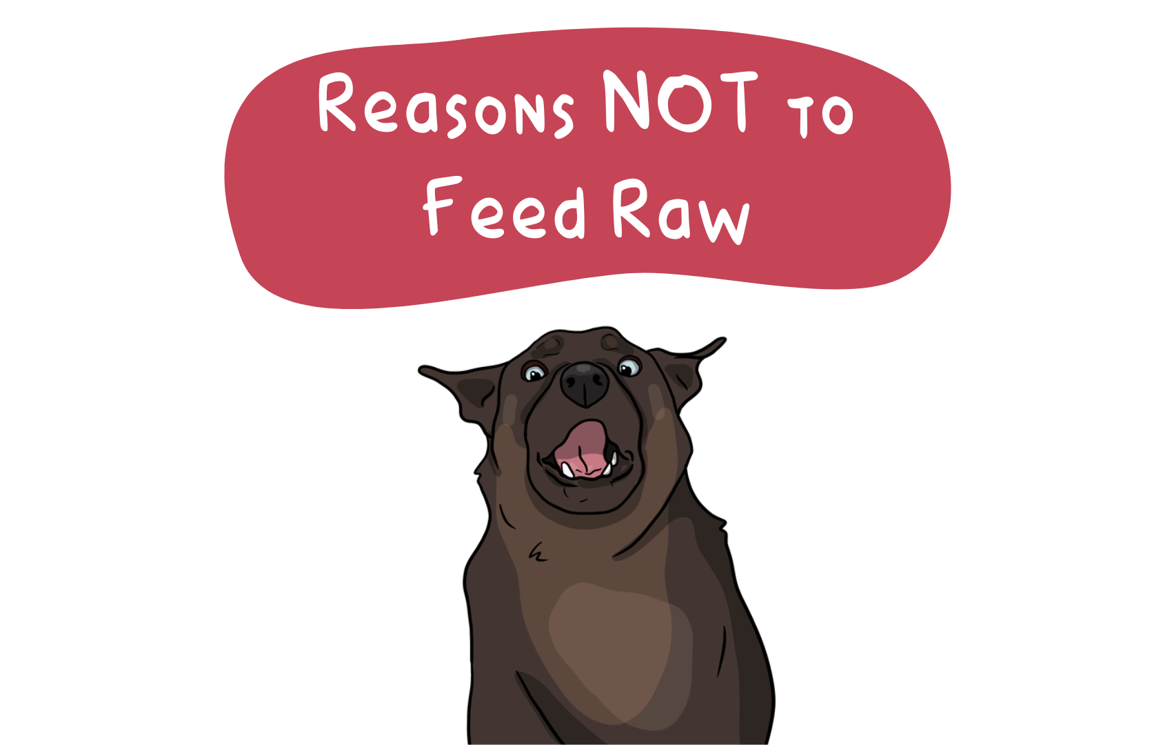 Reasons NOT to Feed Your Dog a Raw Diet... DEBUNKED