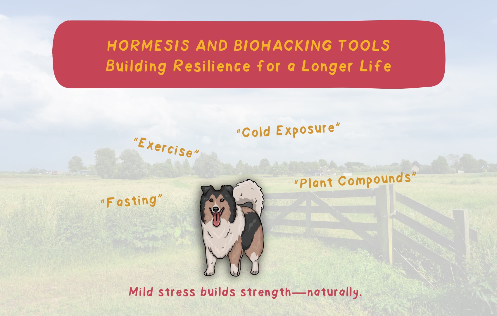 Hormesis and Biohacking Tools: Building Resilience for a Longer Life