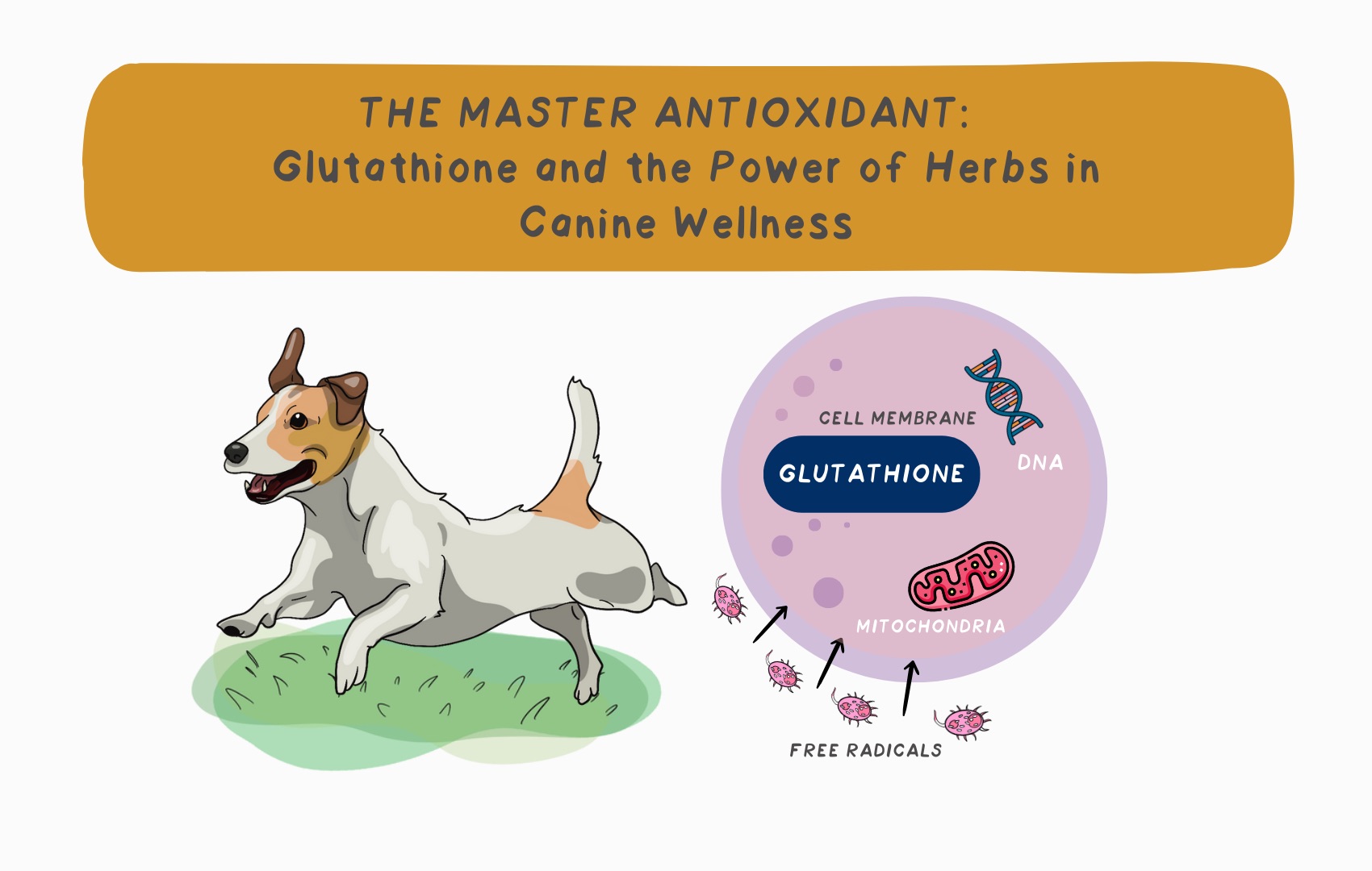 The Master Antioxidant: Glutathione and the Power of Herbs in Canine Wellness