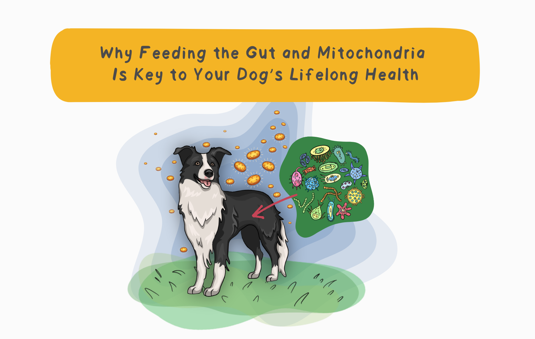 Why Feeding the Gut and Mitochondria Is Key to Your Dog’s Lifelong Health