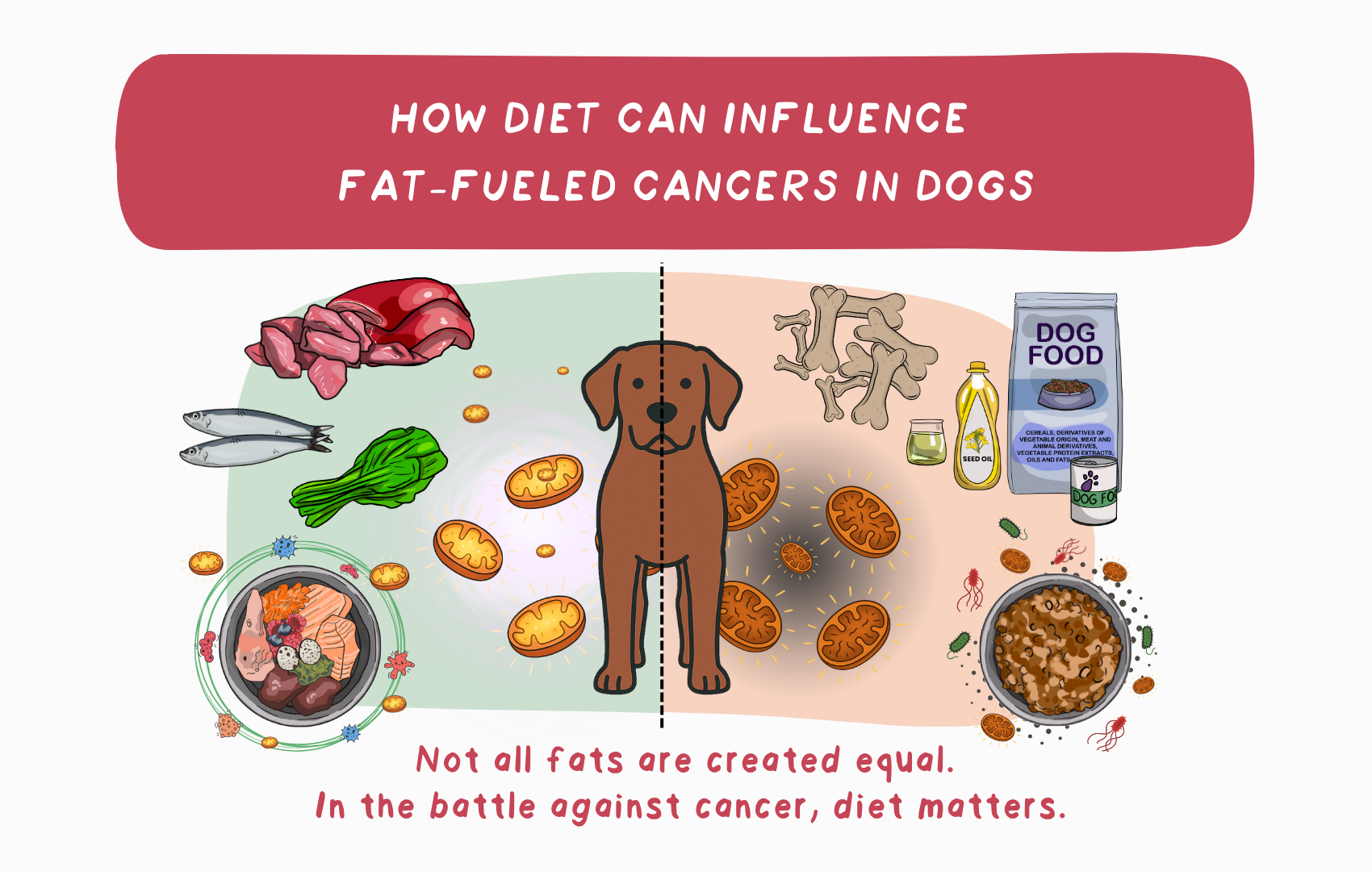 How Diet Can Influence Fat-Fueled Cancers in Dogs