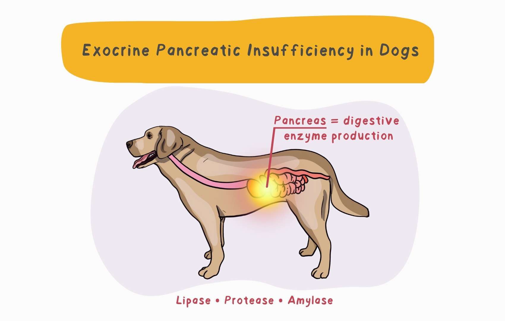 Exocrine Pancreatic Insufficiency in Dogs