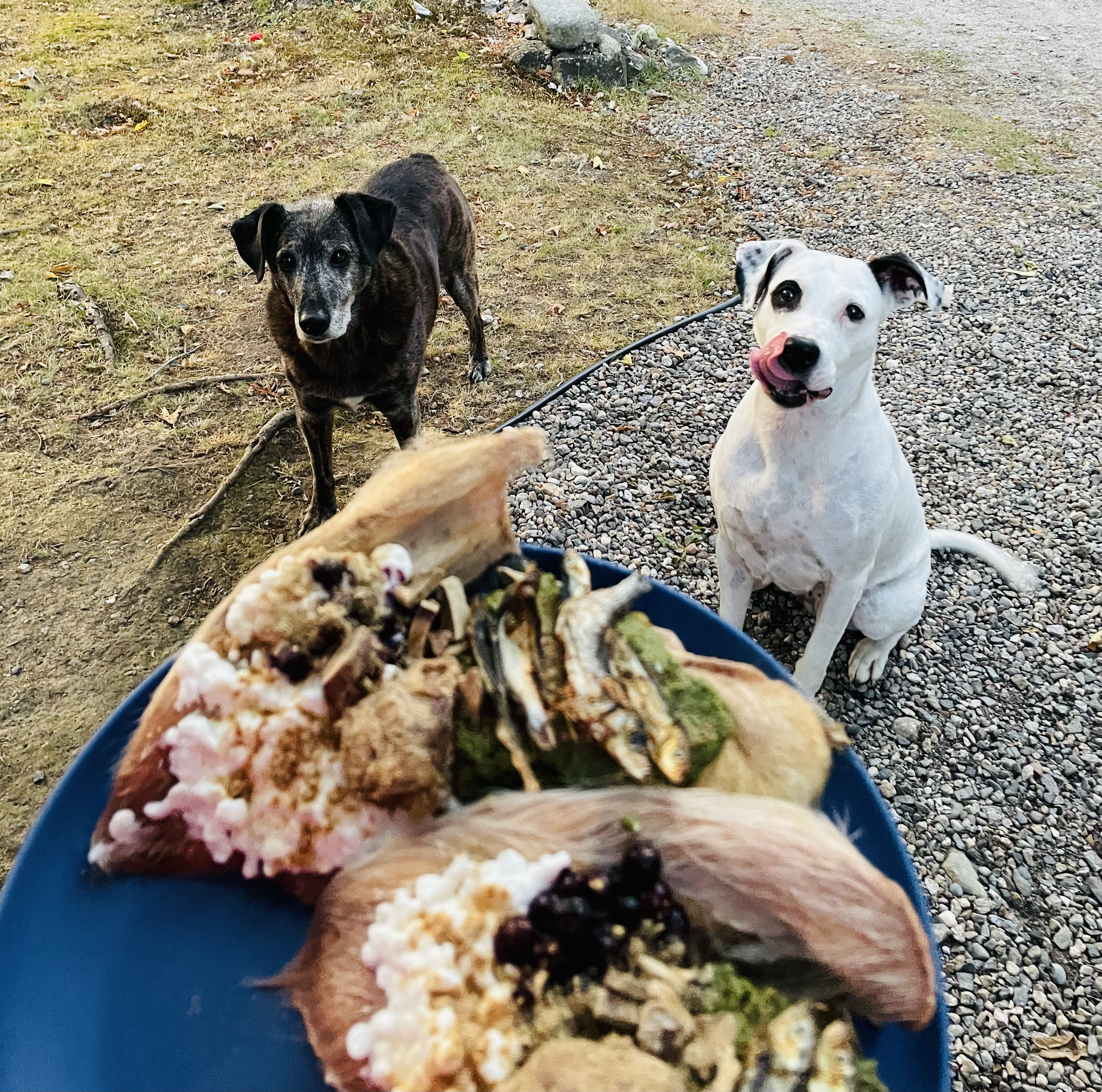 Felecia Glessner - CPCN Certified Nutritionist