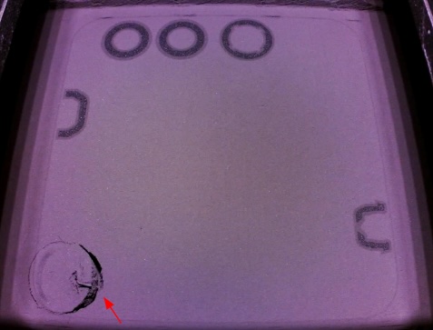 Curling (SLS)