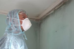 mold-removal-services