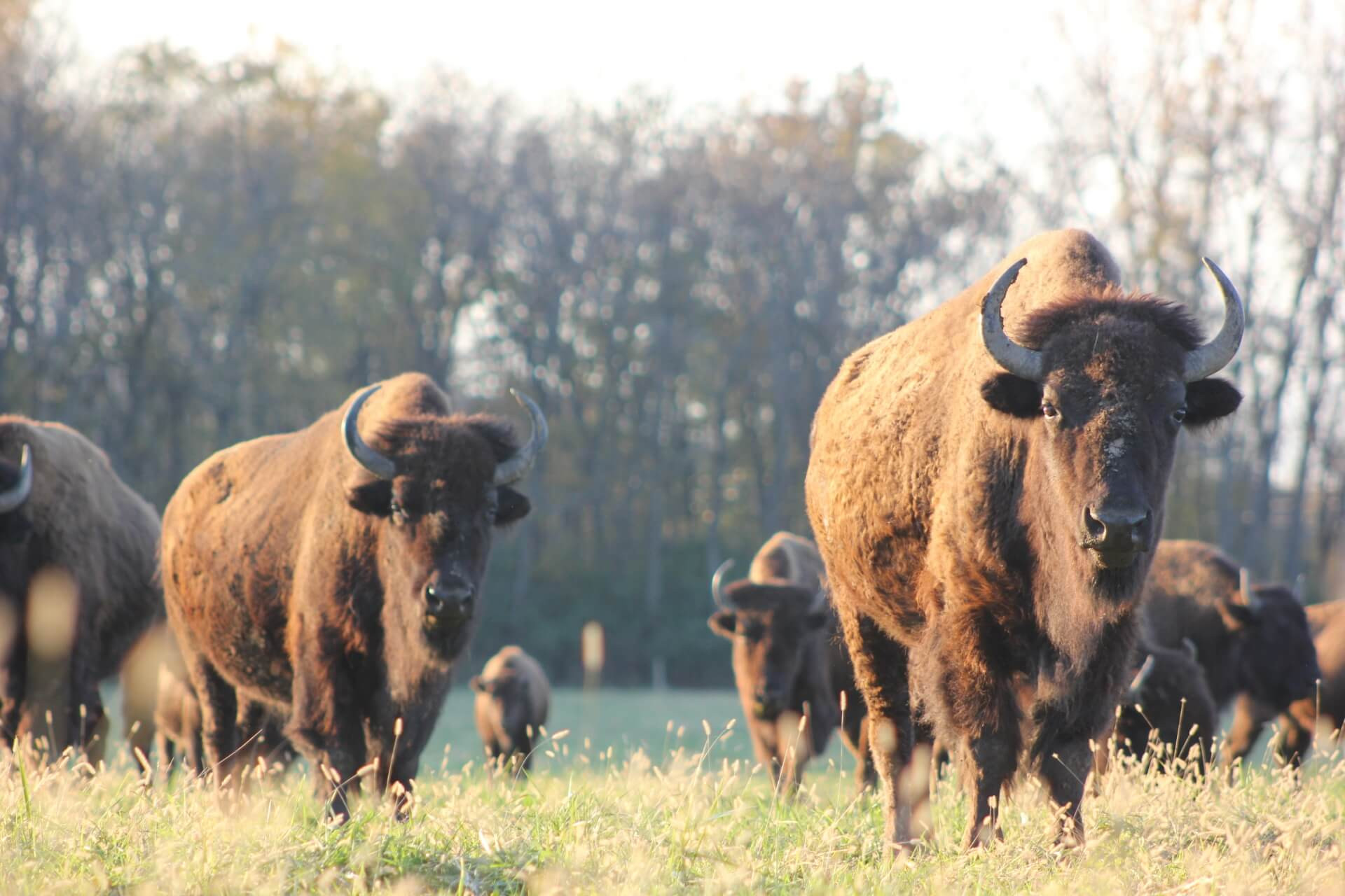 pasture raised bison