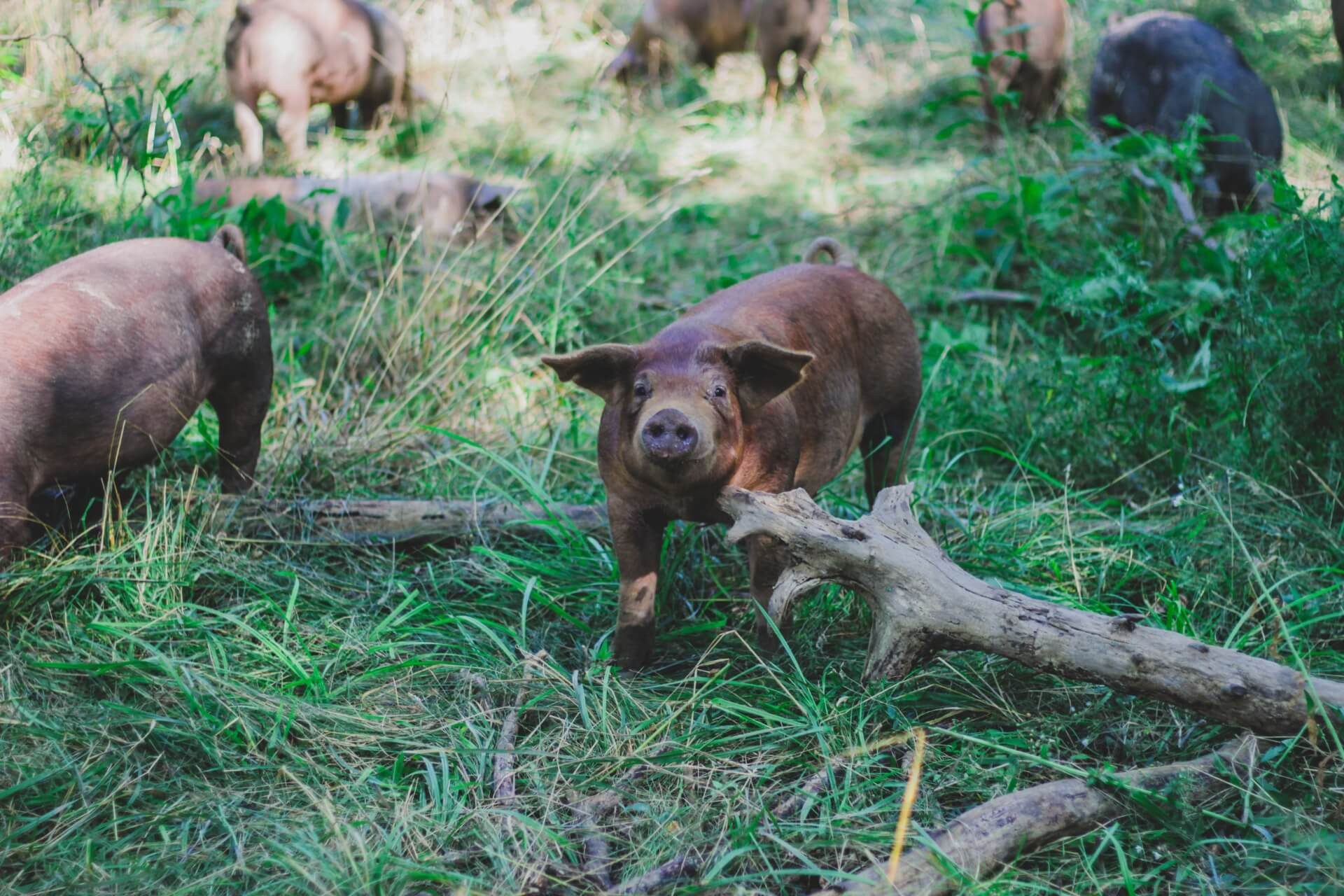 pasture raised pigs
