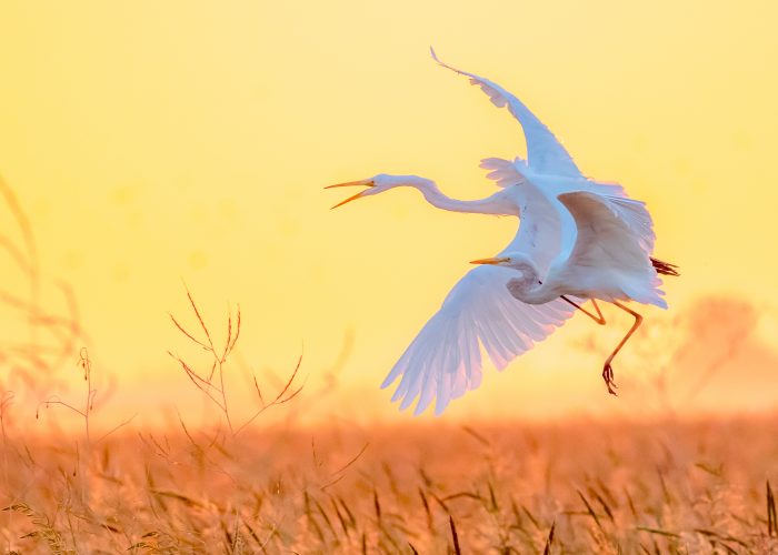 Bird photos surround council members at Mill Valley City Hall Datebook