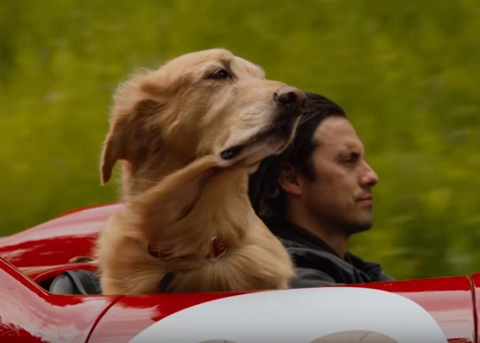 racing in the rain my life as a dog racing in the rain my life as a dog