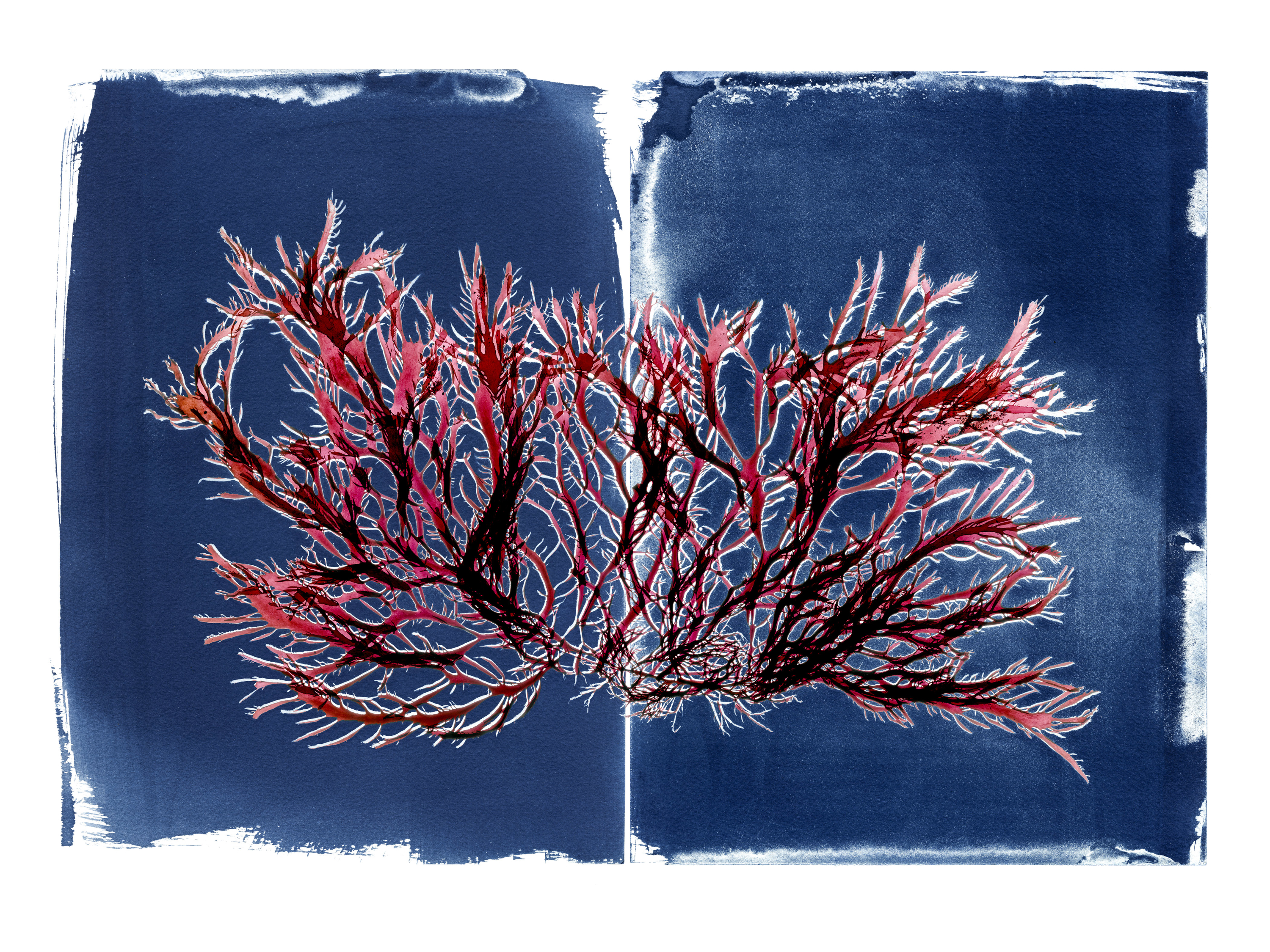 Review The Curious World Of Seaweed Filled With Beauty - 