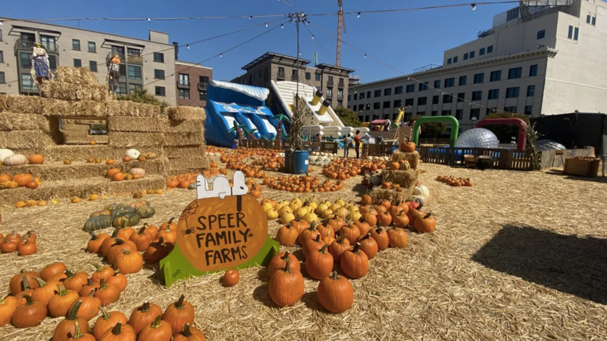 Bay Area pumpkin patches, corn mazes and harvest fun around the Bay