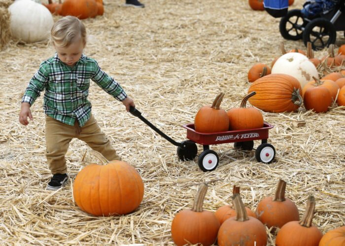 Bay Area pumpkin patches, corn mazes and harvest fun around the Bay Area Datebook
