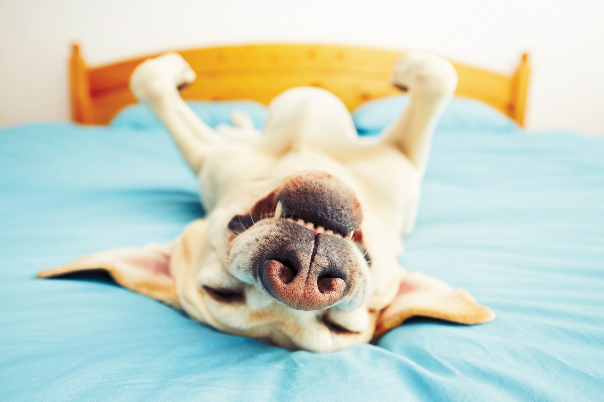 The Essential Guide to the Pet CBD Industry | GreenState The Essential Guide to the Pet CBD Industry | GreenState