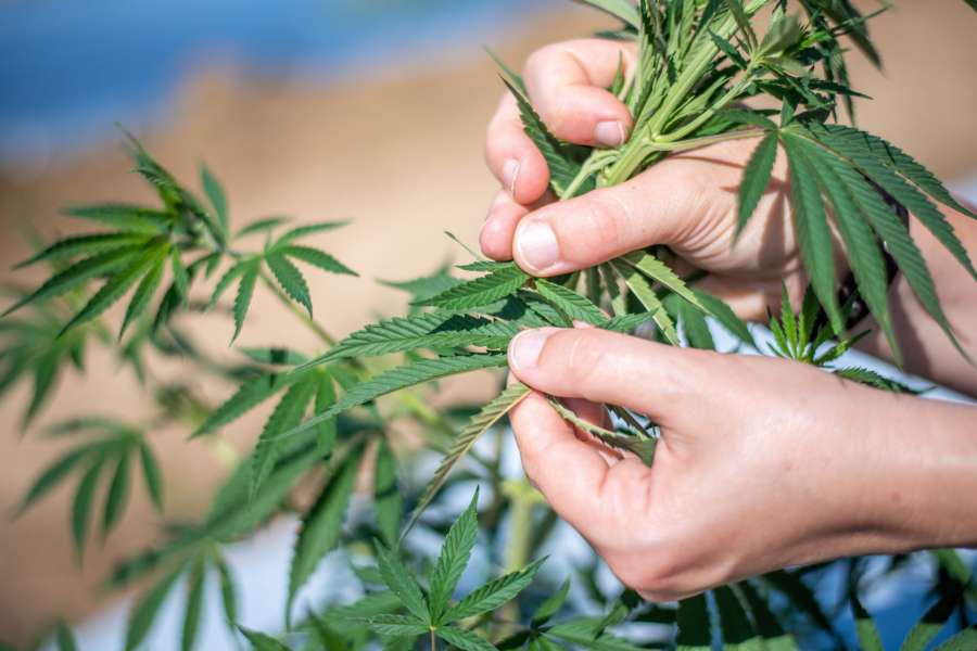 Texas just took another step in weed legalization with this new bill