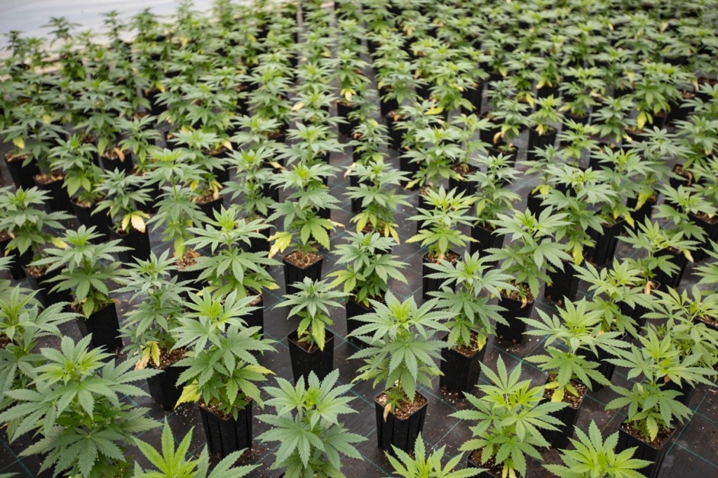 PGR weed: tons of cannabis in veg