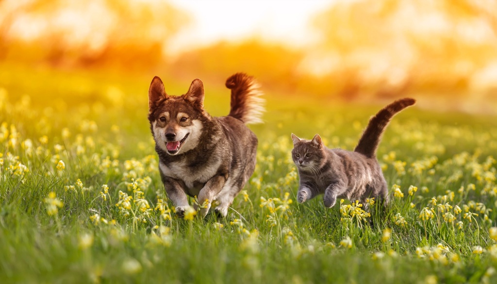 a dog and cat run through a field protecting pets from pot