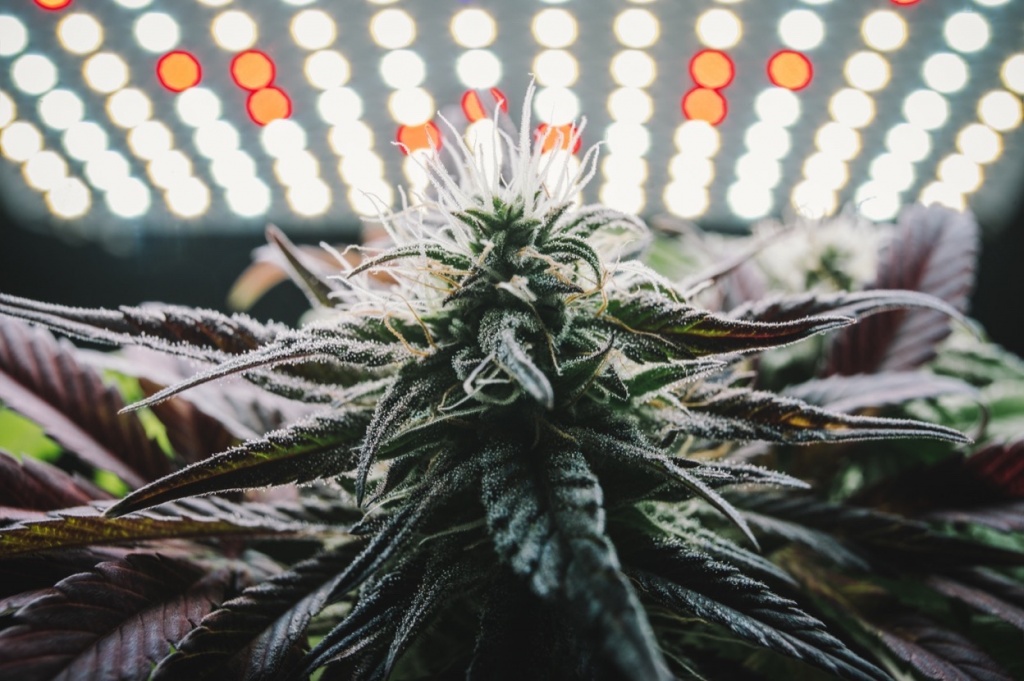 cannabis ruderalis