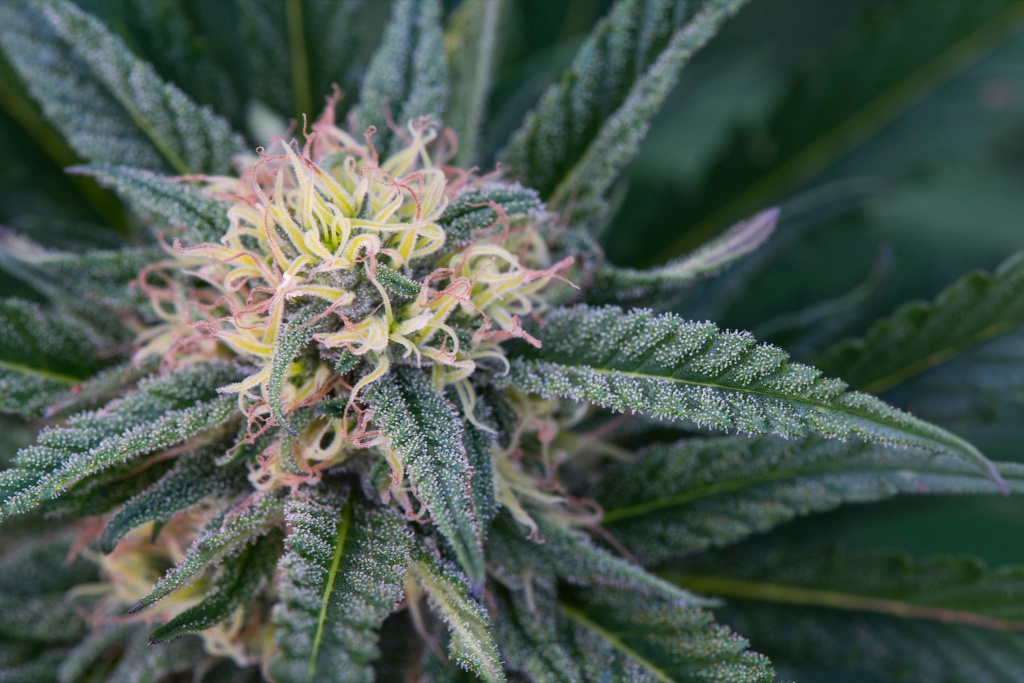 apple fritter strain cannabis plant