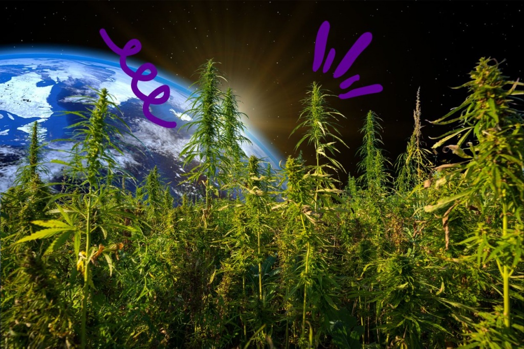 14 landrace strains with true OG status GreenState GreenState