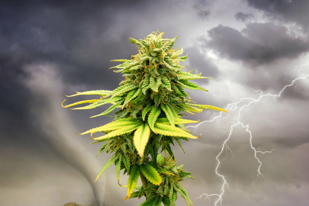 slurricane strain plant over storms