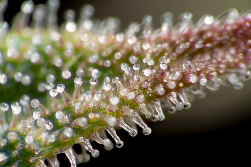 how to smoke hash - cannabis trichomes