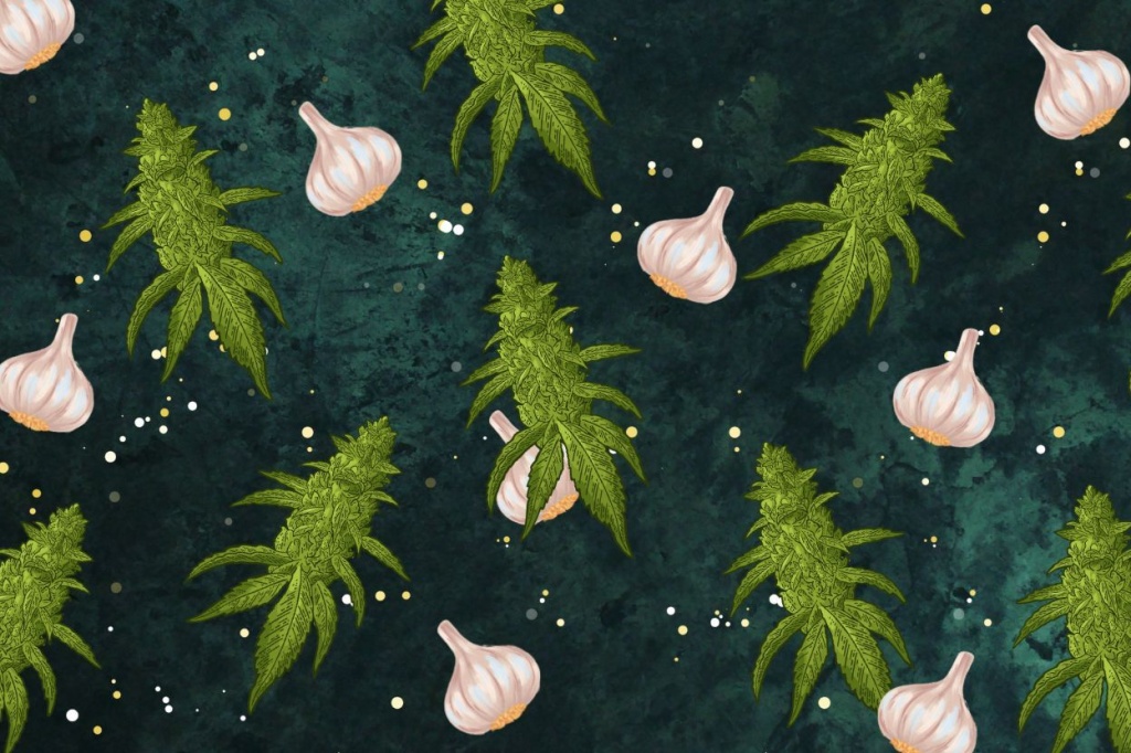 GMO strain a feast for the senses GreenState GreenState