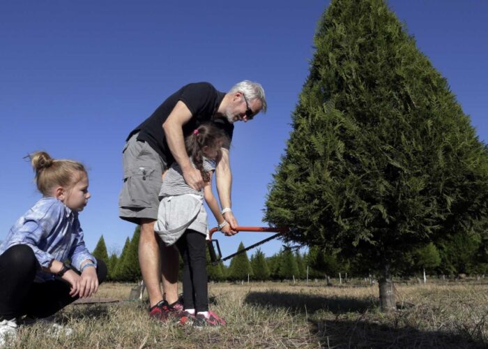 Where in Houston you can cut your own Christmas tree Datebook