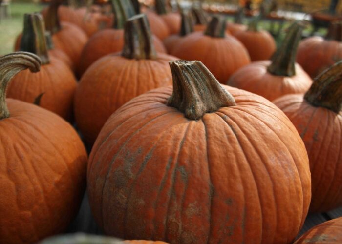 Gourds gone wild. Here are three pumpkin patches around Houston Datebook