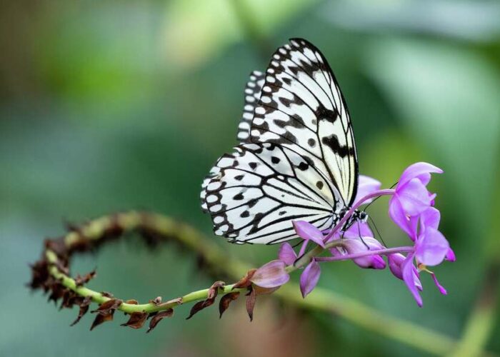 Houston Museum of Natural Science to reopen Cockrell Butterfly Center