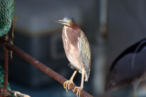 Stiltsville Bird Coconut Grove Florida