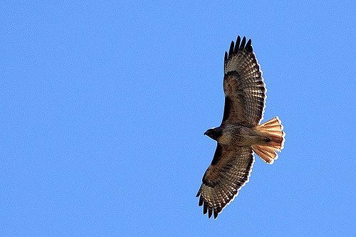 Hawkish forex
