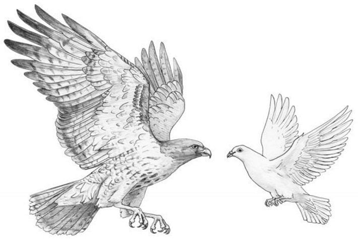 Dove hawk forex