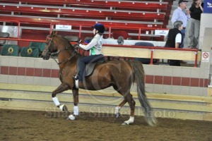 Syracuse International Horse Show: Ultimate Guide to Spectacular Equestrian Events