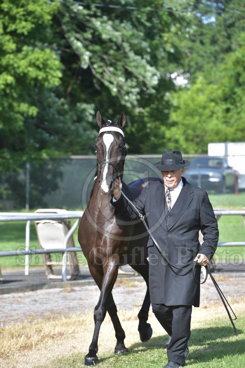 2019 Woodbury Lions Club Show Horse Show Proofs 2019 Proofs Shane