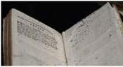 Insect Damage Photo
