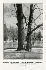 Oak and Hackberry Trees