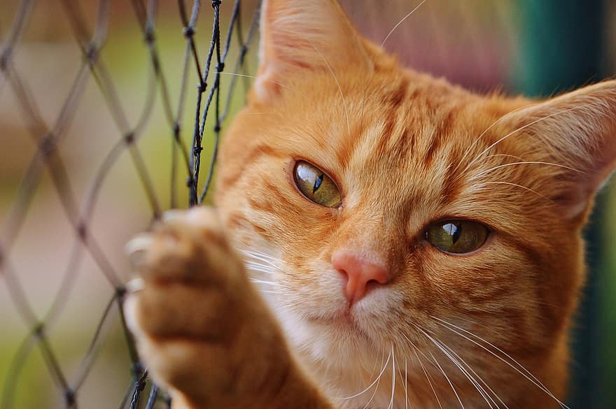 ginger cat grabbing a fence