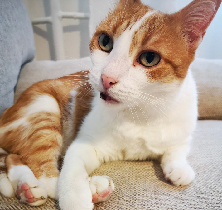 A ginger and white cat