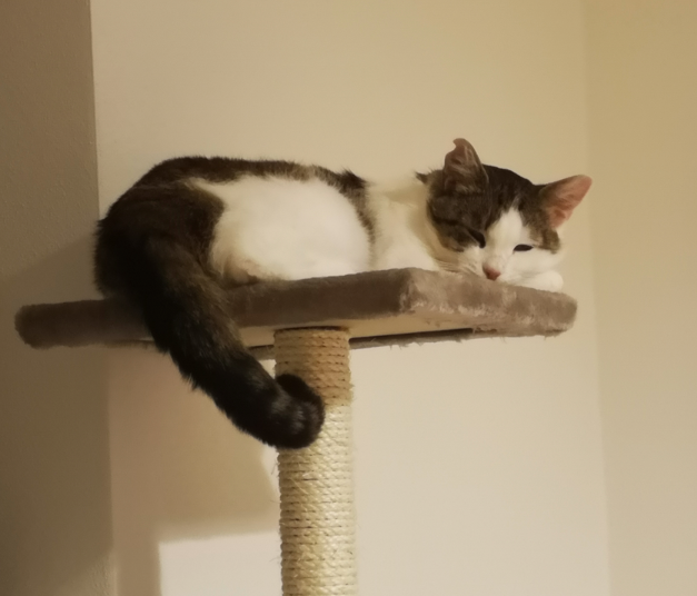 A grey and white fluffy cat