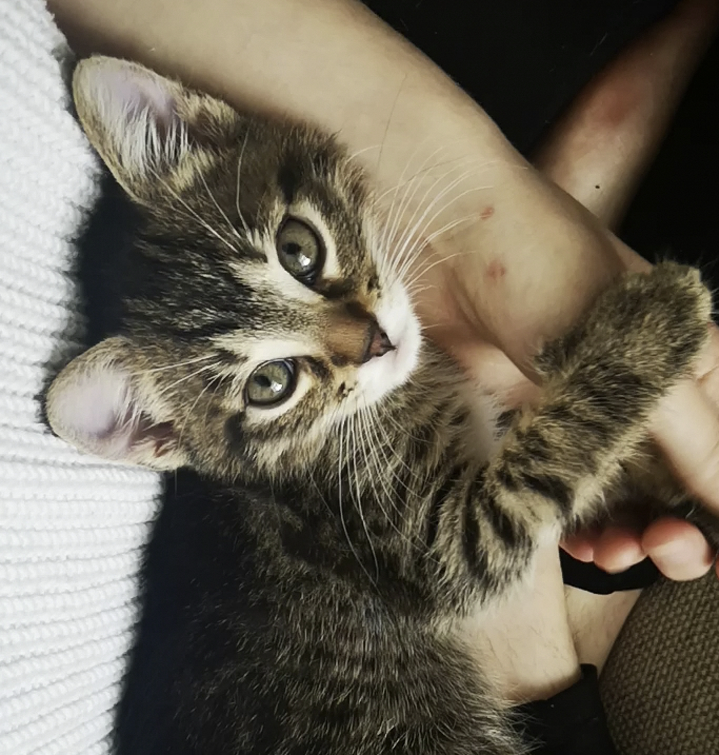 A tabby kitten