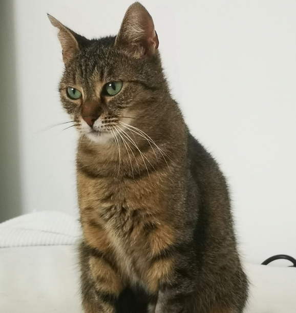 A slightly grumpy tabby cat