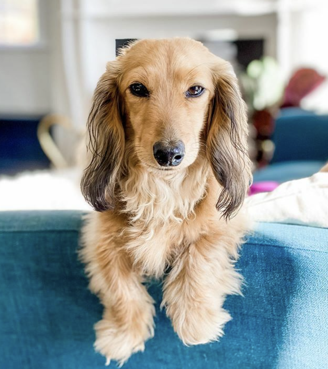 mysterious dachshund face 