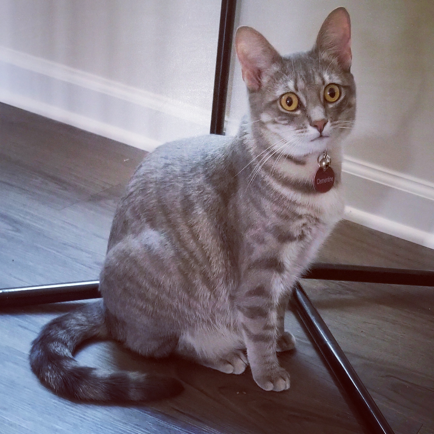 gray tabby cat sitting