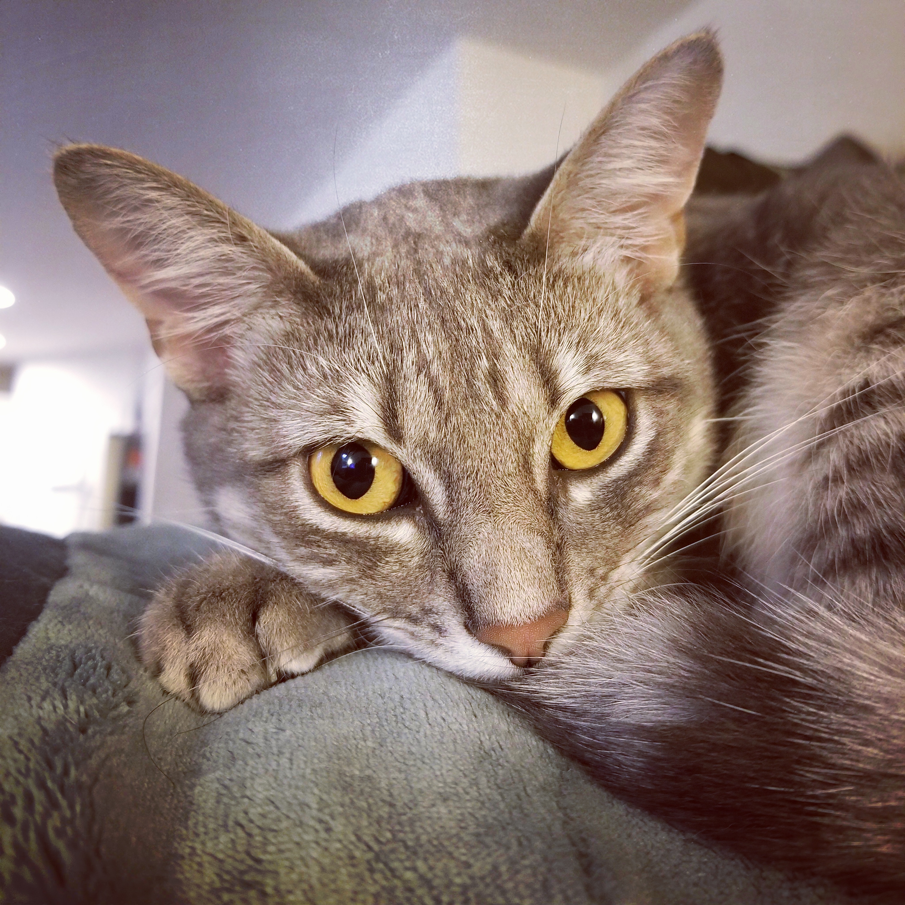 gray tabby cat with orange eyes posing in a headshot