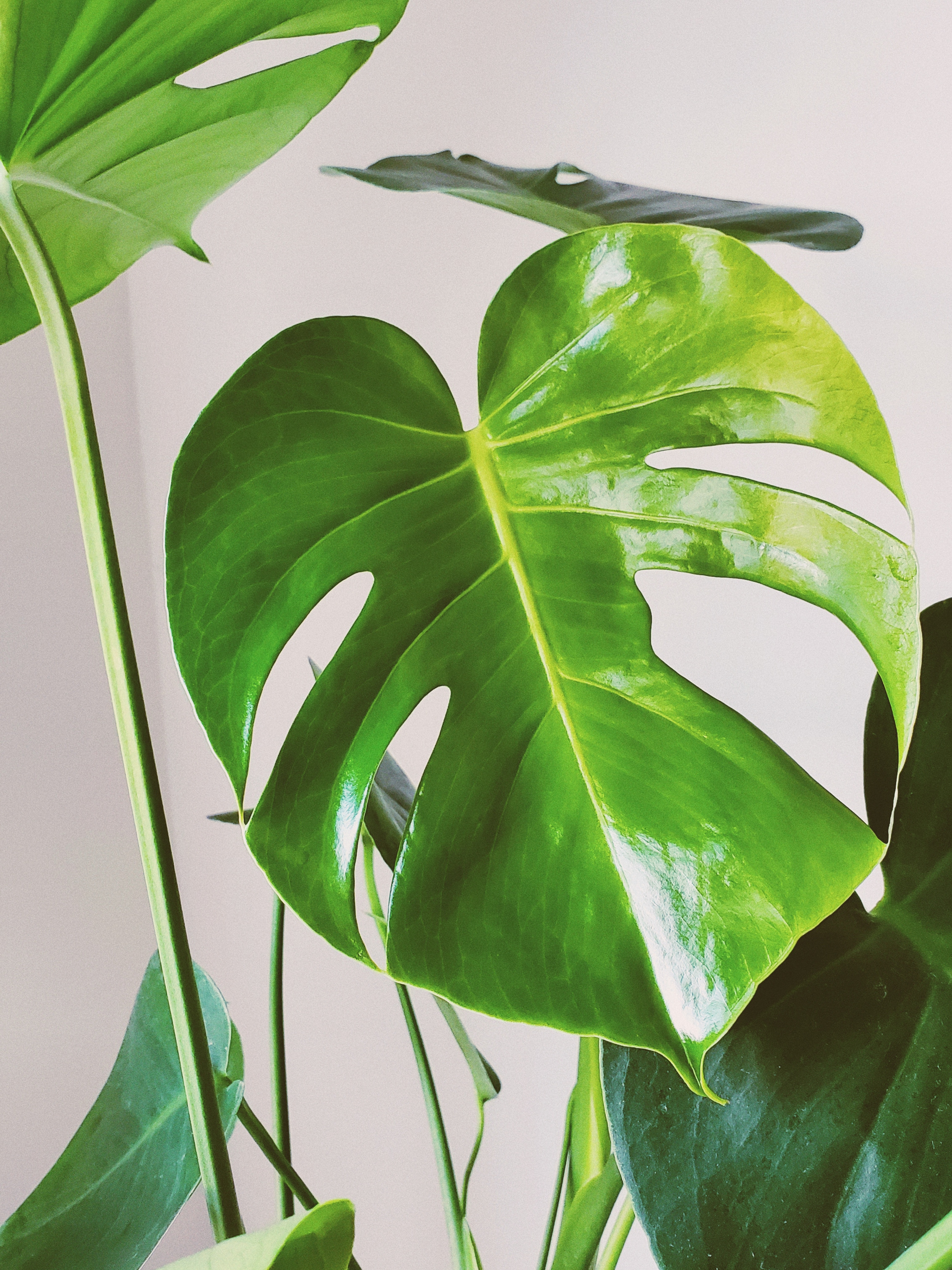 monstera